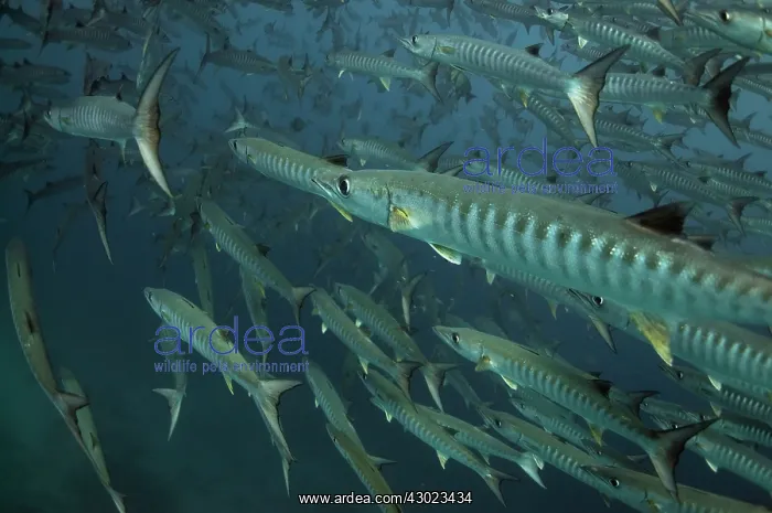  : Blackfin Barracuda school
