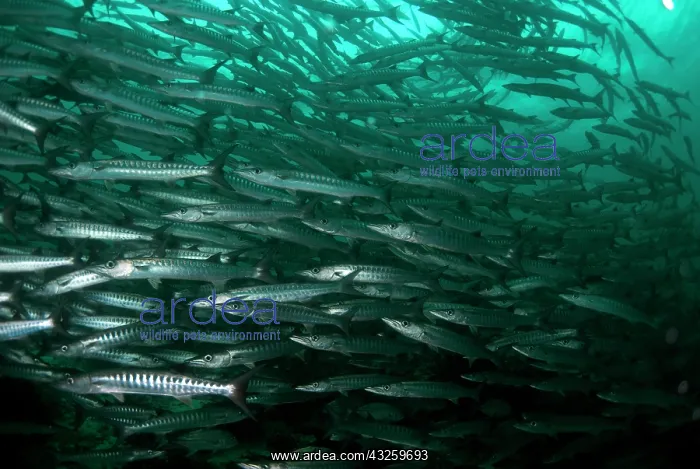  : Blackfin Barracuda school