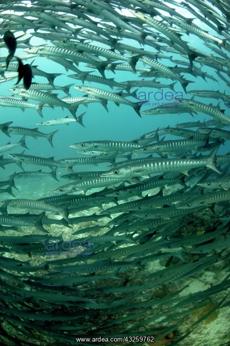  : Blackfin Barracuda school
