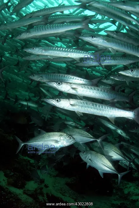: Blackfin Barracuda school with Bigeye Trevally (Caranx : Blackfin Barracuda school with Bigeye Trevally (Caranx