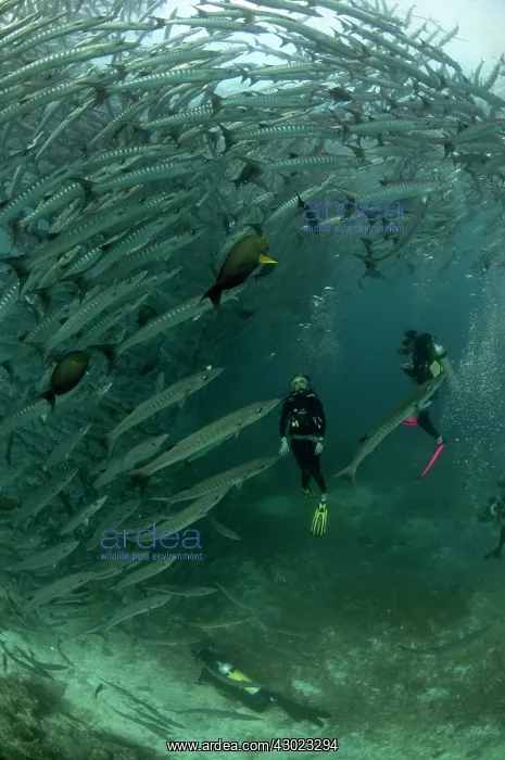  : Blackfin Barracuda school with divers