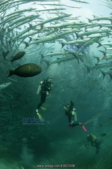  : Blackfin Barracuda school with divers