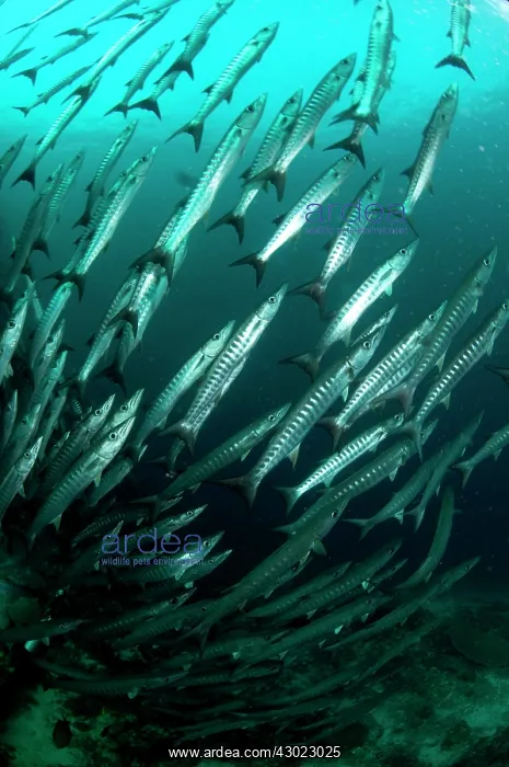 : Blackfin Barracuda School forming tornado : Blackfin Barracuda School forming tornado