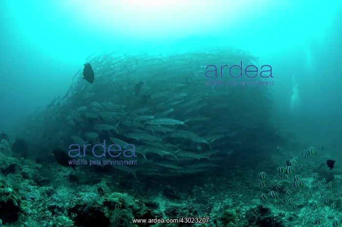 : Blackfin Barracuda school forming tornado : Blackfin Barracuda school forming tornado