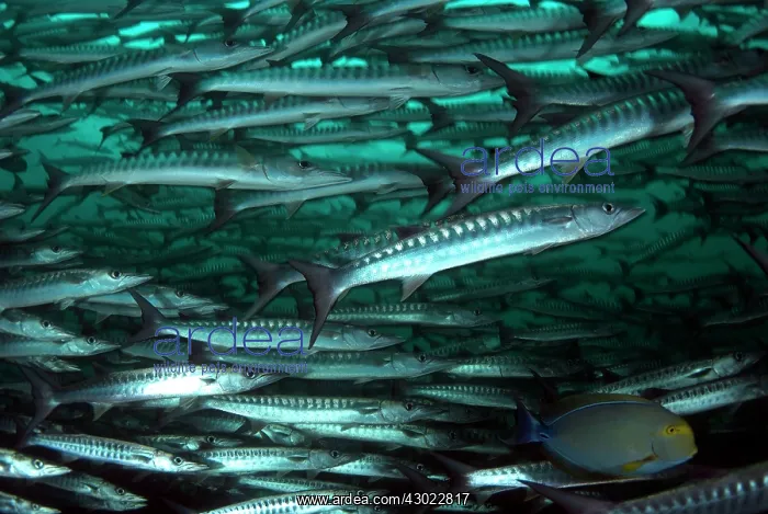 : Blackfin Barracuda school with single Yellowfin : Blackfin Barracuda school with single Yellowfin