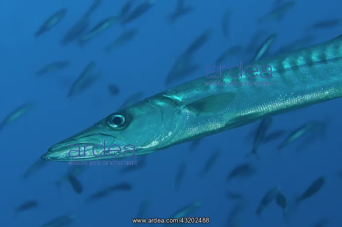: Blackfin Barracuda - with small fish in background : Blackfin Barracuda - with small fish in background