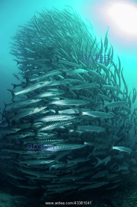 : Blackfin Barracuda tornado : Blackfin Barracuda tornado