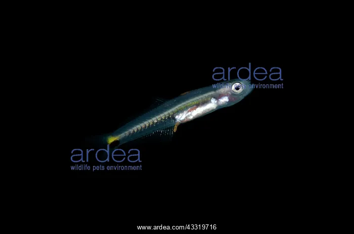 : Blackfin Dartfish - juvenile : Blackfin Dartfish - juvenile