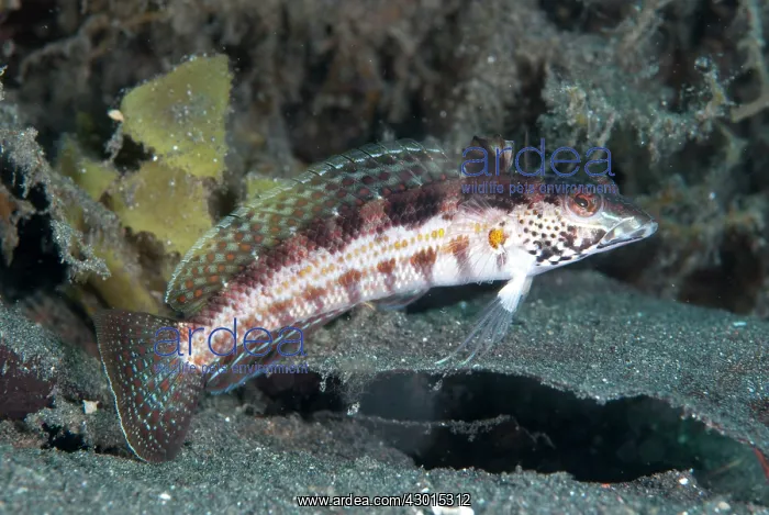 : Blackfin Sandperch : Blackfin Sandperch