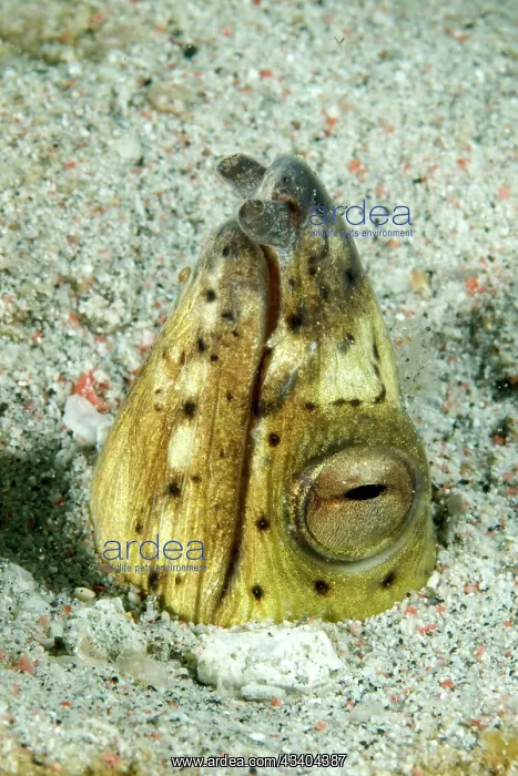: Blackfin snake eel (Ophichthus melanochir) Sand : Blackfin snake eel (Ophichthus melanochir) Sand