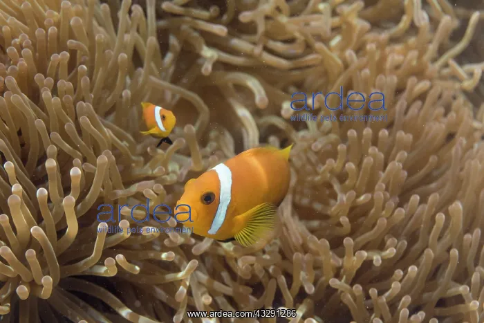 : Blackfoot Anemone Fish - Maldives : Blackfoot Anemone Fish - Maldives
