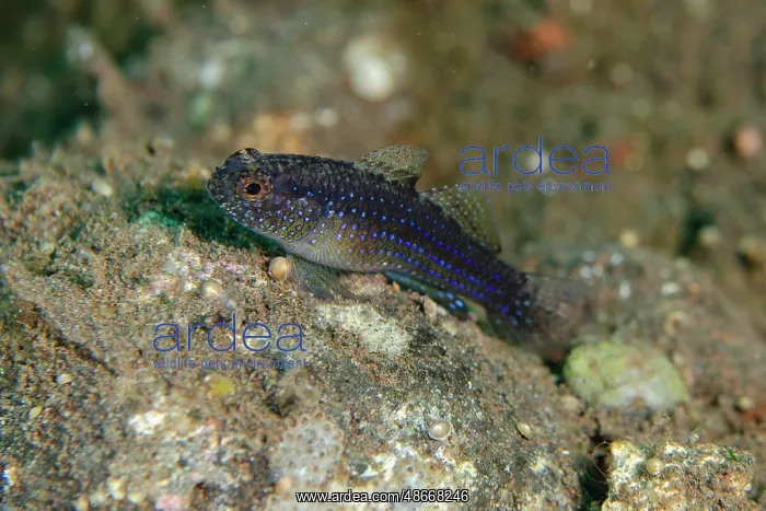 : Blackfoot Goby - Dropoff dive site, Tulamben, Karangasem : Blackfoot Goby - Dropoff dive site, Tulamben, Karangasem