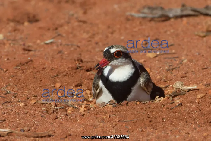  : Blackfronted Dotterel incubating a three egg nest Papu