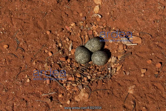 : Blackfronted Dotterel nest Papunya Aboriginal Communit : Blackfronted Dotterel nest Papunya Aboriginal Communit