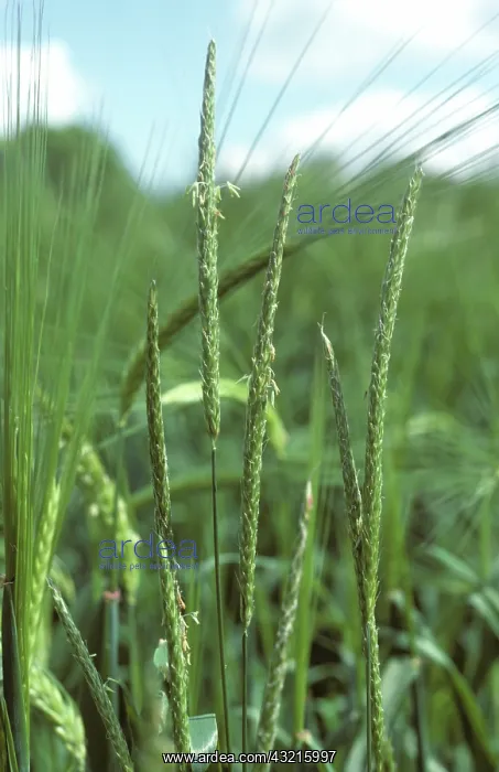 : Blackgrass : Blackgrass