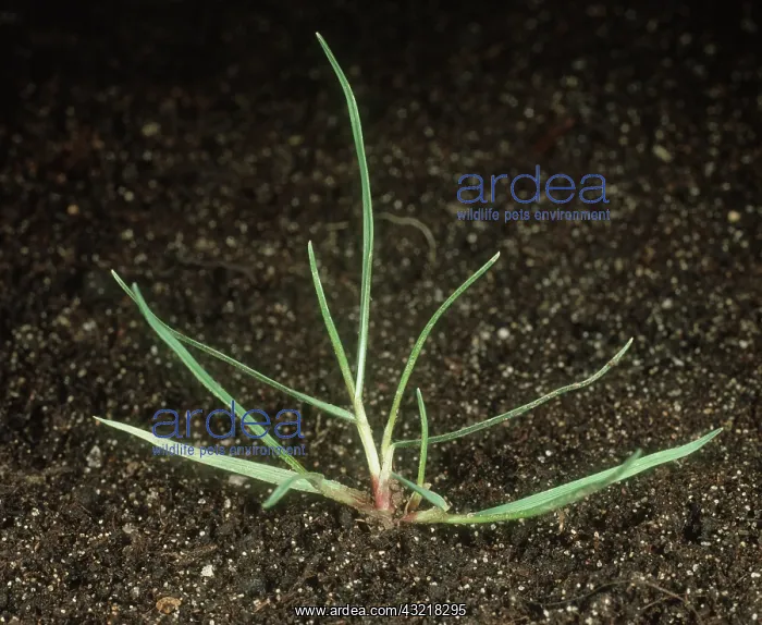 : Blackgrass : Blackgrass