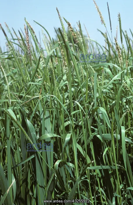 : Blackgrass (Alopecurus myosuroides) : Blackgrass (Alopecurus myosuroides)