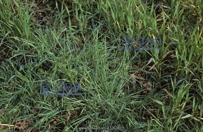 : Blackgrass (Alopecurus myosuroides) : Blackgrass (Alopecurus myosuroides)