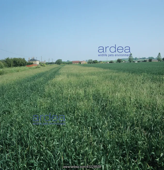 : Blackgrass (Alopecurus myosuroides) infestation : Blackgrass (Alopecurus myosuroides) infestation
