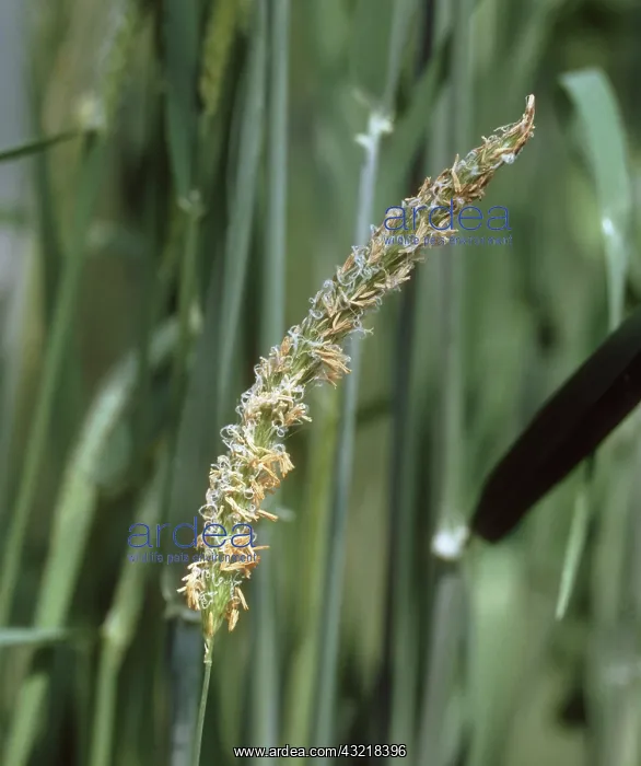: Blackgrass in flower : Blackgrass in flower
