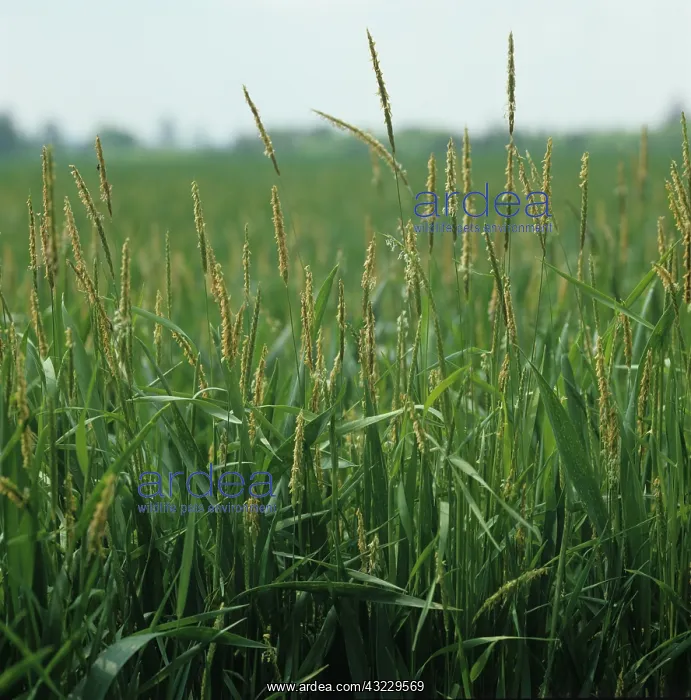 : Blackgrass flowering in Wheat crop : Blackgrass flowering in Wheat crop