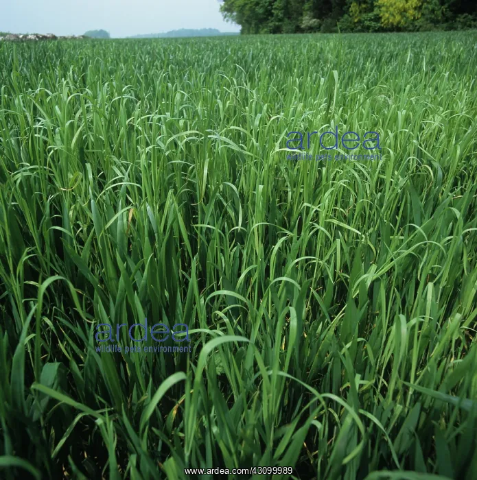 : Blackgrass plants in an immature wheat crop : Blackgrass plants in an immature wheat crop