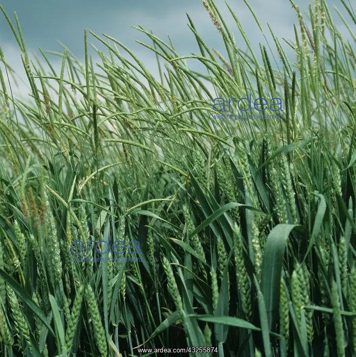 : Blackgrass in wheat crop : Blackgrass in wheat crop
