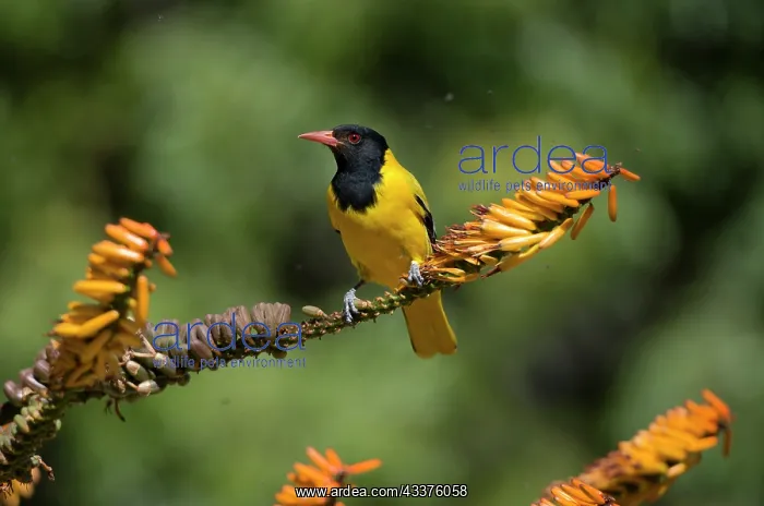 : Blackheaded Oriole - Kruger National Park, Transvaal : Blackheaded Oriole - Kruger National Park, Transvaal
