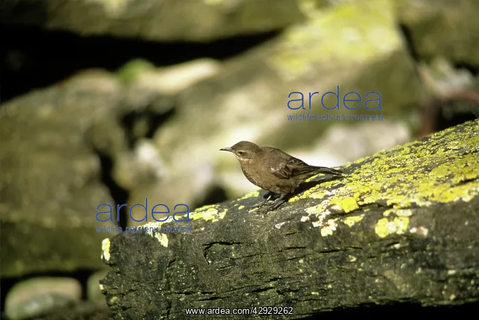: Blackish Cinclodes : Blackish Cinclodes