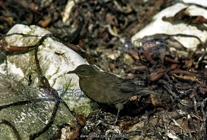 : Blackish Cinclodes : Blackish Cinclodes