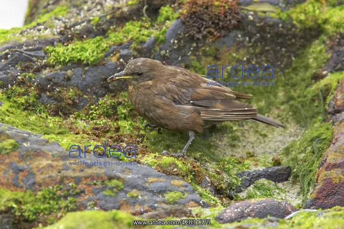 : Blackish Cinclodes or Tussac-Bird - feeding on : Blackish Cinclodes or Tussac-Bird - feeding on