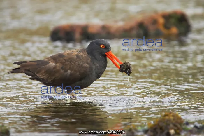 : Blackish Oystercatcher - with catch in beak : Blackish Oystercatcher - with catch in beak