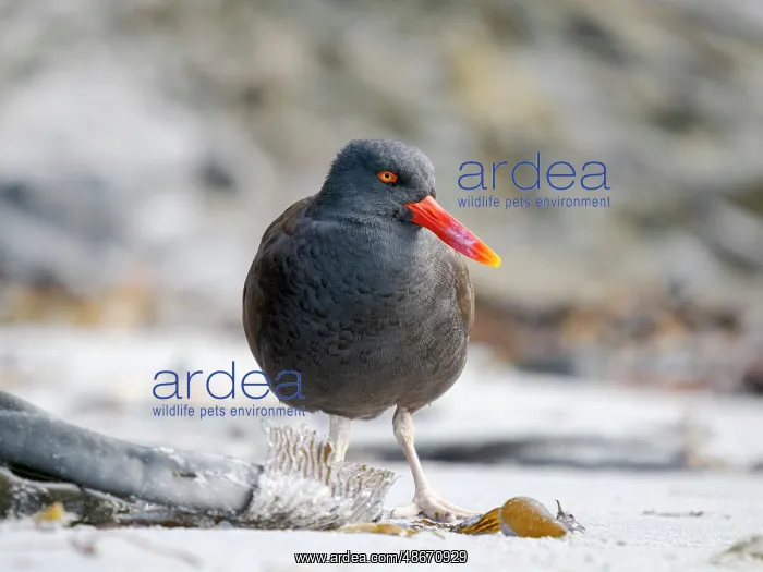 : Blackish oystercatcher at the coast of Sea Lion Island : Blackish oystercatcher at the coast of Sea Lion Island