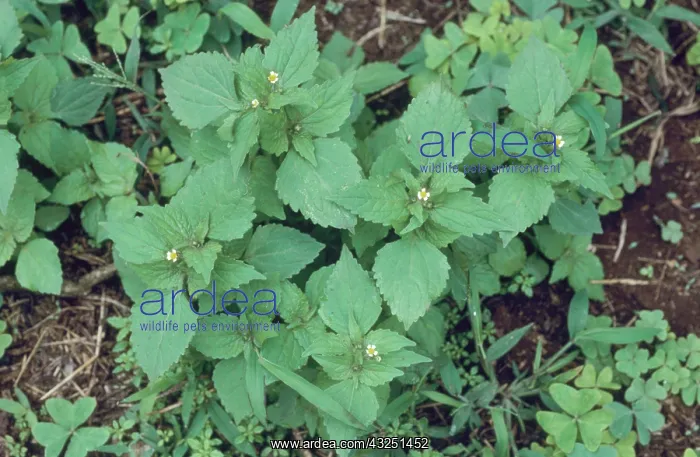 : Blackjack or Hairy Beggartick (Bidens pilosa) in flower : Blackjack or Hairy Beggartick (Bidens pilosa) in flower