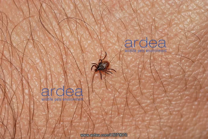 : Blacklegged Tick : Blacklegged Tick