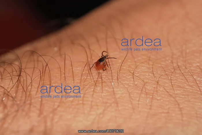  : Blacklegged Tick