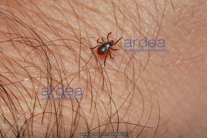 : Blacklegged Tick : Blacklegged Tick