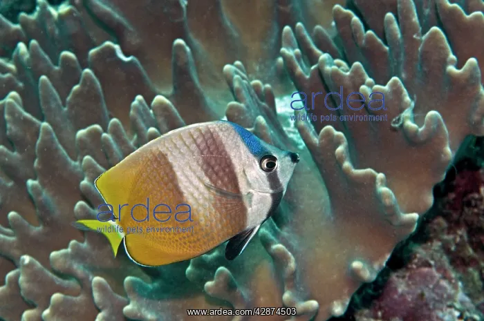 : Blacklip Butterflyfish : Blacklip Butterflyfish