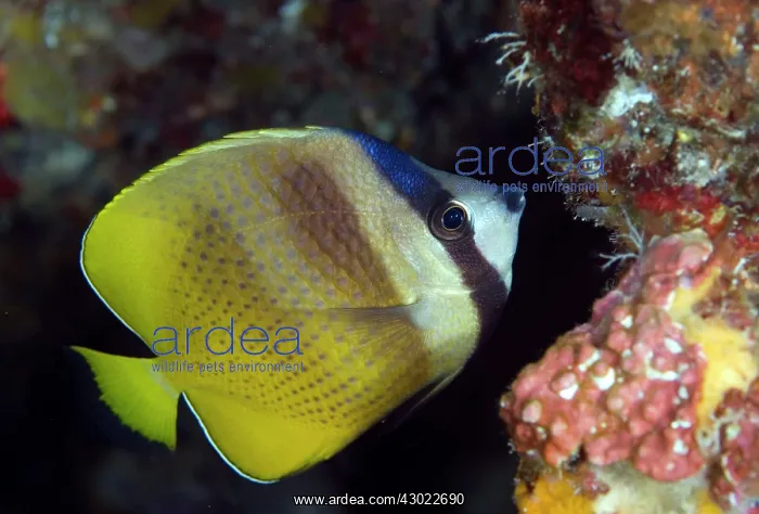  : Blacklip Butterflyfish by coral reef