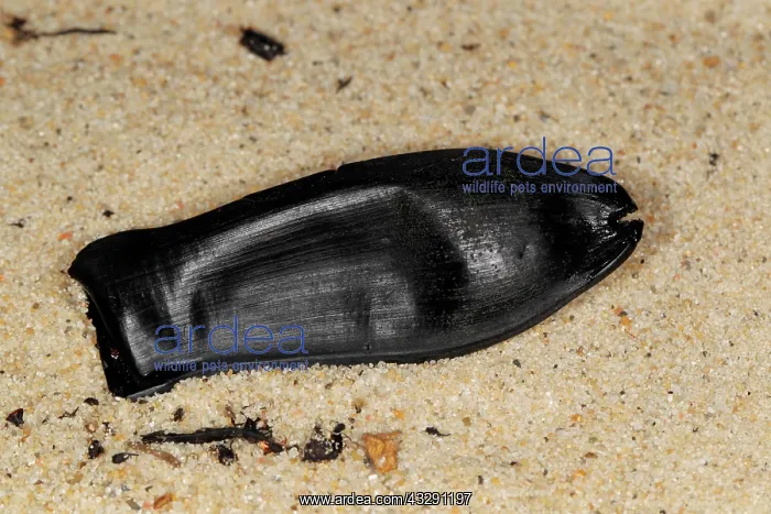 : Blackmouth Catshark (Galeus melastomus) Mermaids : Blackmouth Catshark (Galeus melastomus) Mermaids