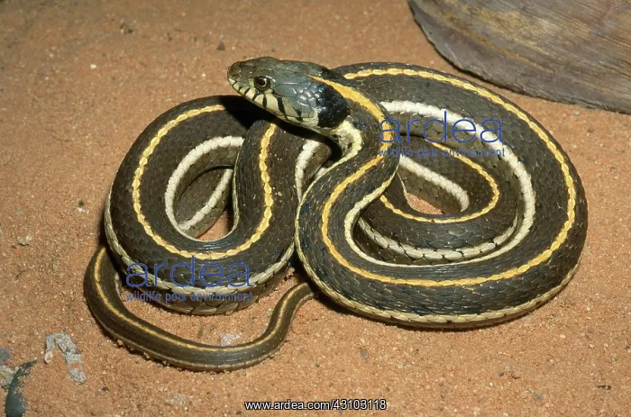 : Blackneck Garter Snake : Blackneck Garter Snake
