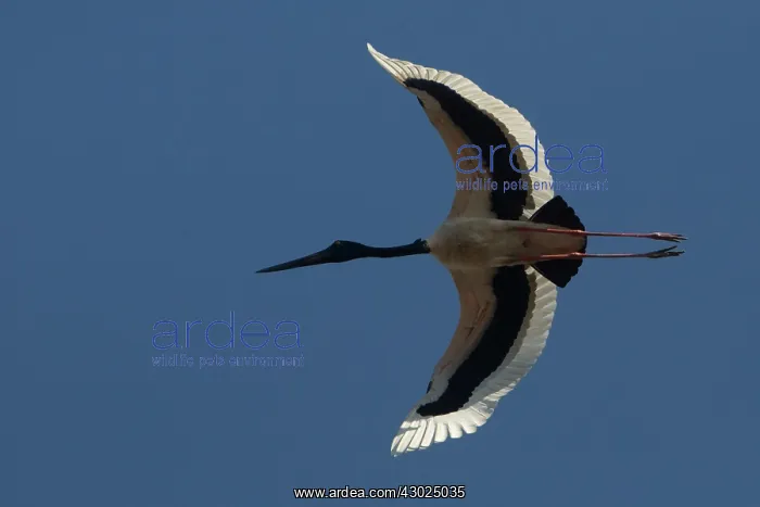 : Blacknecked Stork Flying above Peppimenarti Community : Blacknecked Stork Flying above Peppimenarti Community