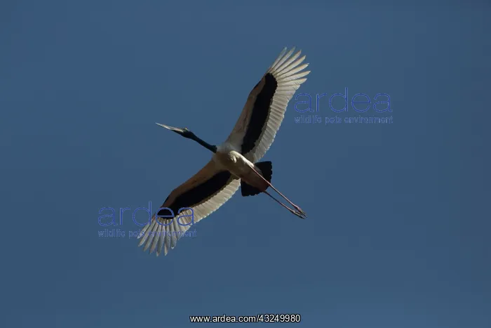 : Blacknecked Stork Flying above Peppimenarti Community : Blacknecked Stork Flying above Peppimenarti Community
