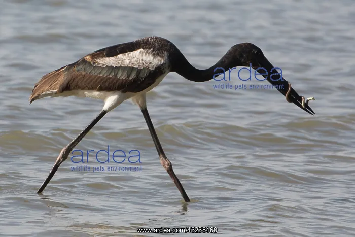 : Blacknecked Stork Immature male with a captured snake : Blacknecked Stork Immature male with a captured snake
