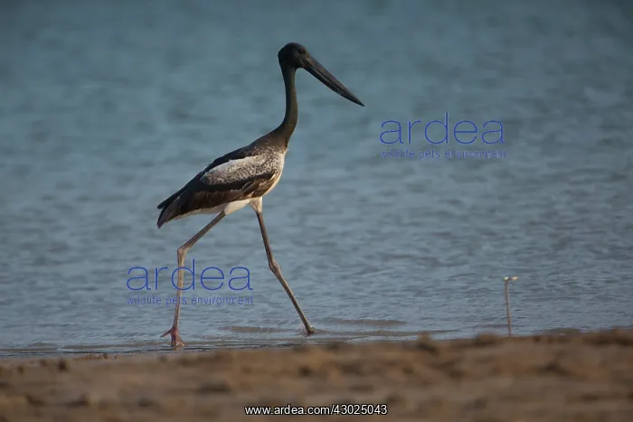 : Blacknecked Stork immature striding along Lee Point Be : Blacknecked Stork immature striding along Lee Point Be