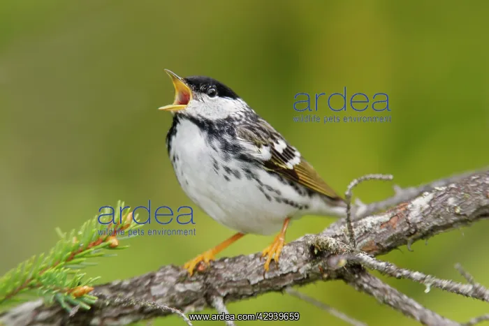 : Blackpoll Warbler : Blackpoll Warbler