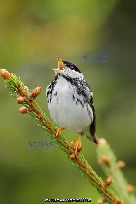 : Blackpoll Warbler : Blackpoll Warbler