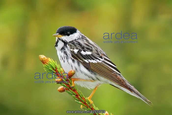: Blackpoll Warbler : Blackpoll Warbler