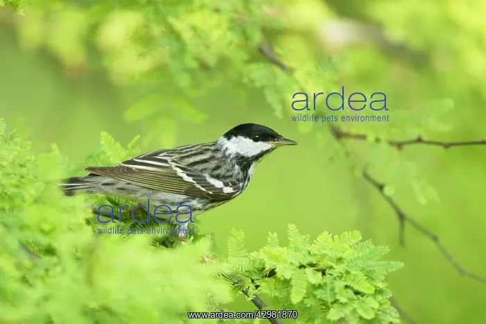 : Blackpoll Warbler : Blackpoll Warbler
