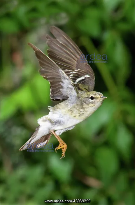 : Blackpoll Warbler : Blackpoll Warbler